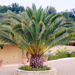 Phoenix Canariensis Palm Tree
