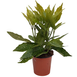 Fragaria Strawberry Plant - 40cm / Early Mix
