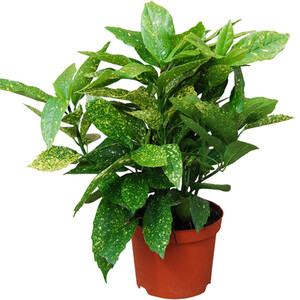 Senetti Plant