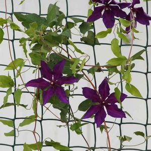 Climbing Plant and Fencing Mesh
