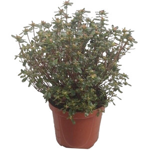 Bougainvillea Sandriana Frame Plant Assorted
