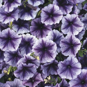 Petunia Surfinia Blue Vein - 9cm Pots Pack of 3 Trailing Summer Blooms