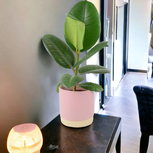 Ficus Elastica Rubber Plant 12cm - Indoor Plant in Peat Free Compost