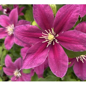 Clematis Acropolis Evipo078