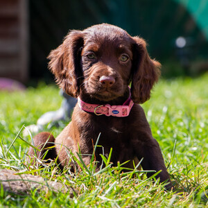 Small Bite Bone Collar and Lead Set