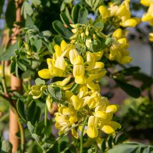 Marshalls Garden Coronilla 'Glauca Citrina' Fragrant Evergreen Shrub 800mm 9cm Plant