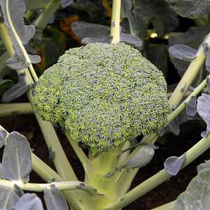 Marshalls Garden Broccoli Seeds Besty - Fast-Growing Compact Plants