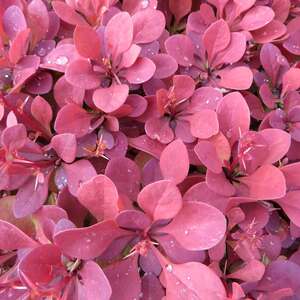 Marshalls Garden Barberry (Berberis) 'Orange Rocket' Shrub 9cm Pot Colour-changing, Hardy H5