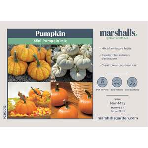 Marshalls Garden Mini Pumpkin Seed Mix, Decorative Orange, White and Flecked