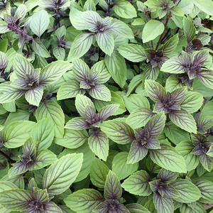 Set of 3 Basil Herb Garden Plant Ocimum Basilicum Magic Mountain 9cm Pot
