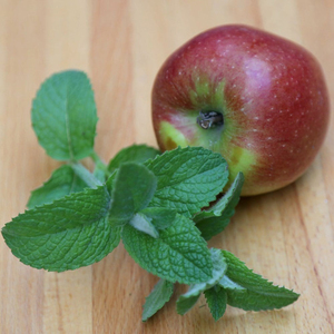 Set of 3 Mentha Suaveolens Apple Mint Or Mentha Suaveolens 9cm Pot Herb Garden Plant