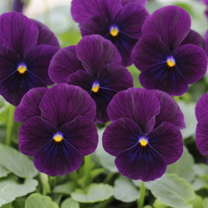 Pansy Sorbet XP Purple Yellow Burdundy Autumn Bedding 9cm Pot