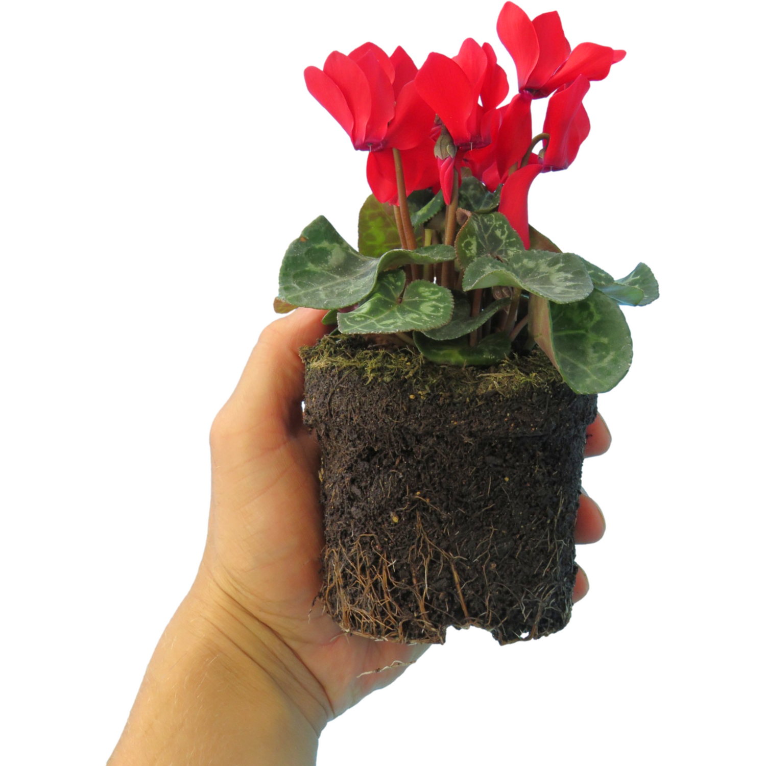Plants By Post Cyclamen Red Flowering Outdoor Plants 10.5Cm Pots - Red