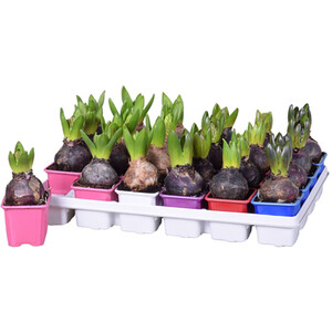 Aubergine Eggplant Plant