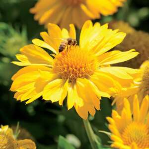 Marshalls Garden Nature's Haven Gaillardia 'Mesa Yellow' Seeds, Gaillardia aristata