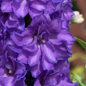 Delphinium 'Delgenius Breezin' - Compact Purple Perennial for Pots and Small Gardens 1 x 9cm