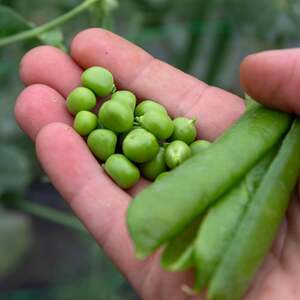 Marshalls Garden Hurst Green Shaft pea seeds - RHS Award of Garden Merit - 300 seeds