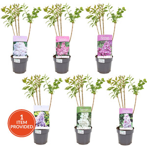 Lavandula Stoechas Anouk - Purple