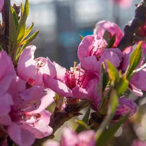 Nectarine 'flavourtop'