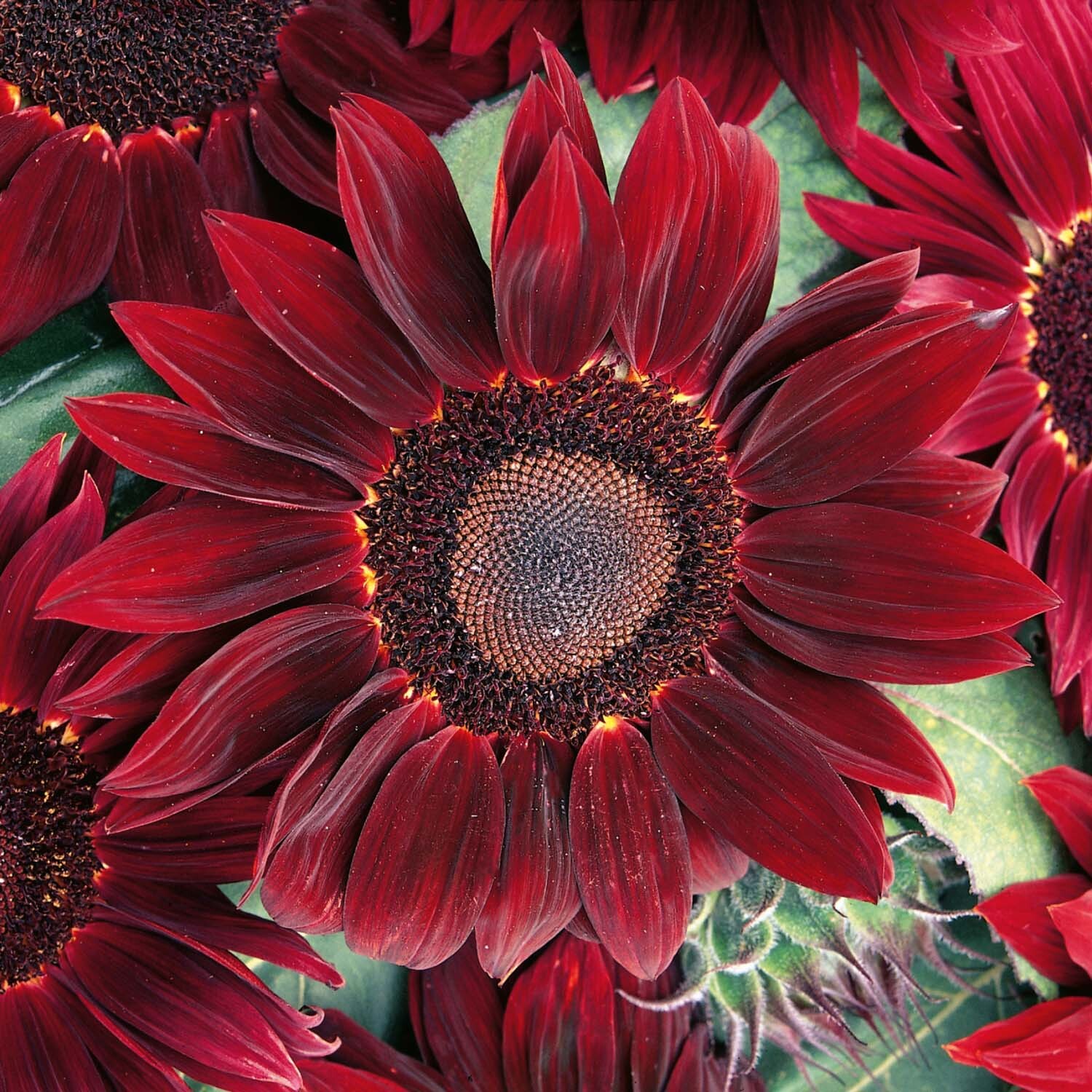 Unwins Sunflower Seeds 'Rouge Royale' - Red
