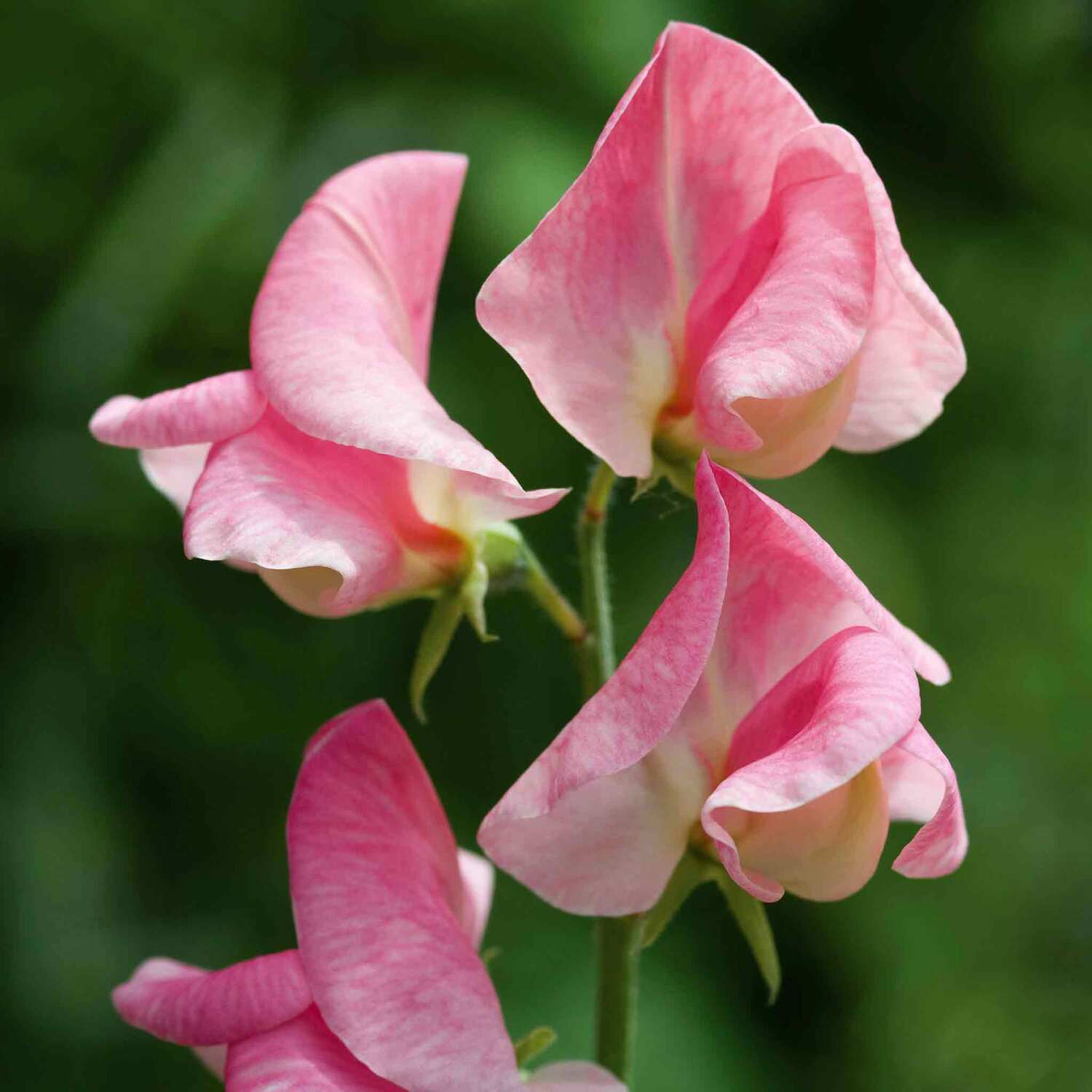 Unwins Sweet Pea Seeds 'Emily' - Pink