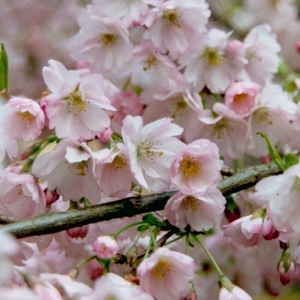 Plant Theory Pandora Cherry Blossom Tree Ornamental Prunus 9L Pot 1.5m - 2m
