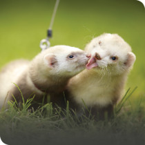 Rat, Mouse & Ferret