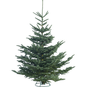 Noble Fir Christmas Tree