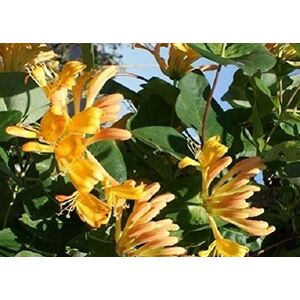Lonicera Copper Honeysuckle Climbing Plant 3-4ft 3L Pot