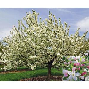 Malus Sugar Tyme Tree, 6ft, 12L Pot by Directplants