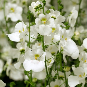 Diascia Flying Colours White 9cm - 3 Plants Vibrant White Trailing Flowers