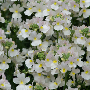 Nemesia Wisley Vanilla - 9cm Pots Pack of 3 Fragrant Summer Flowering Plants