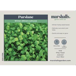 Marshalls Garden Winter Purslane Miners Lettuce Seeds - Hardy H4