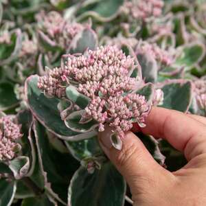Marshalls Garden Sedum 'Seduction La Vie en Rose' - 9cm plants
