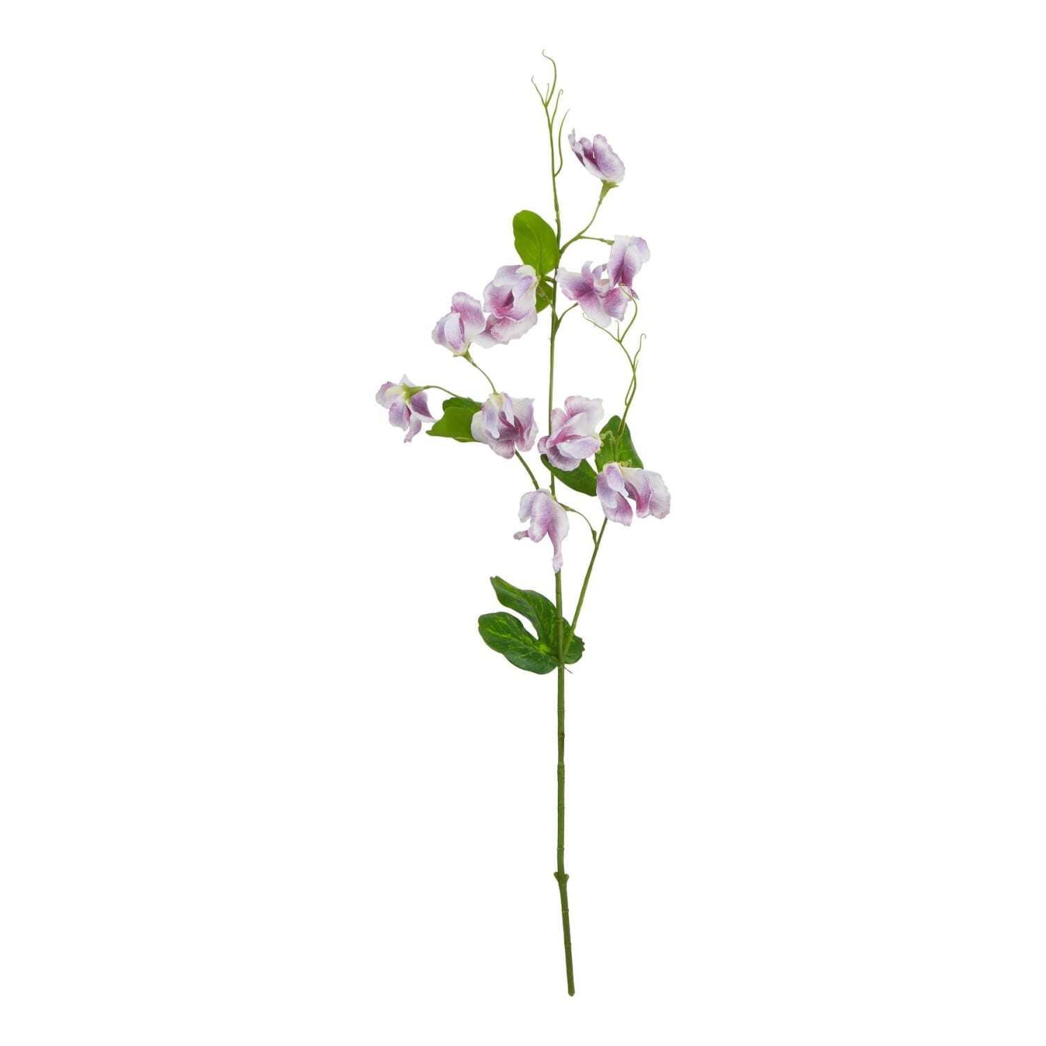 Set of 3 Purple Sweet Pea Stems - Purple
