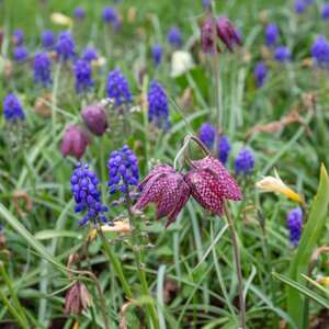 Snake's Head Fritillary Bulbs