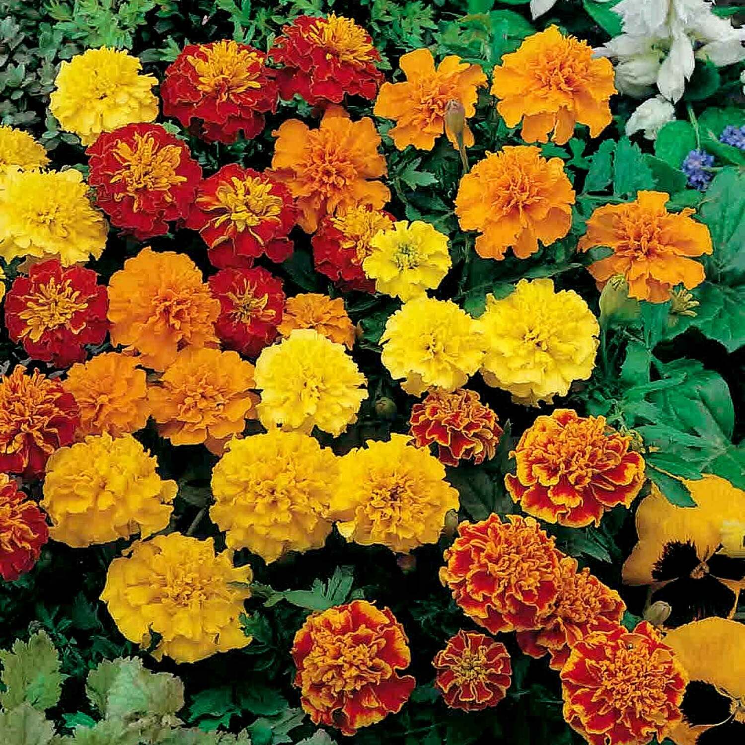 Unwins Marigold Seeds 'Marionette' - Neutral