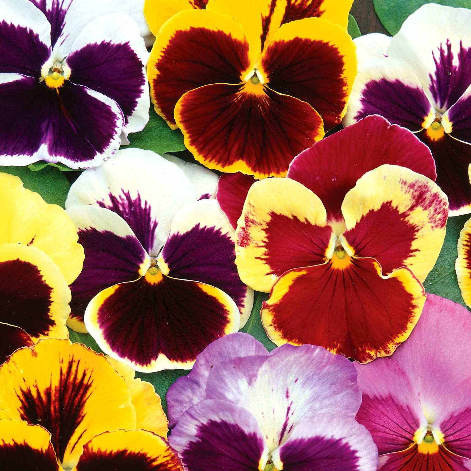Unwins Pansy Seeds Swiss Giants Mix - Green