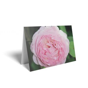 Light Pink Rose Folded Card with Care Info 125 Pack