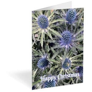 Christmas Blue Sea Holly Folded Card 150 Pack