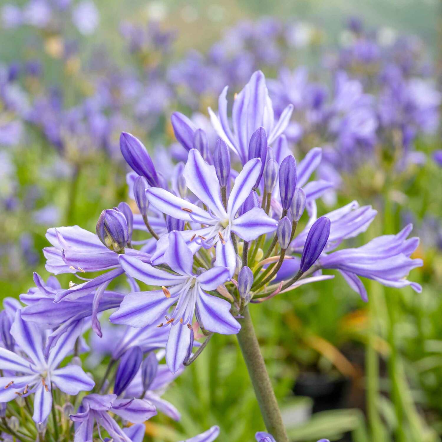 Marshalls Garden Agapanthus 'Charlotte' - Purple / 1