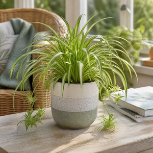Plants By Post Chlorophytum Spider Plant A