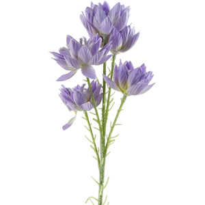 Purple Starflower Stem - 5 Flowers