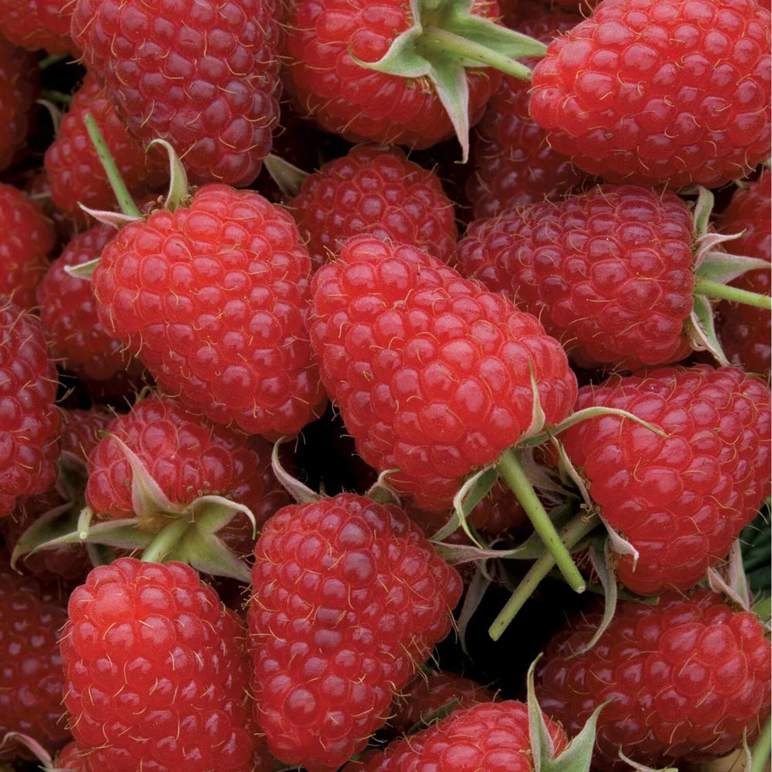 Raspberry Full Season Collection Canes