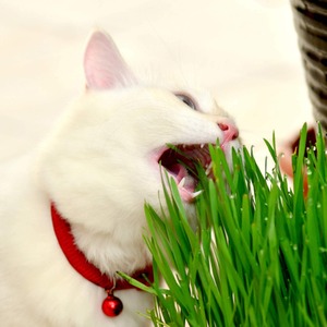 Cat Grass Seeds 1 Packet