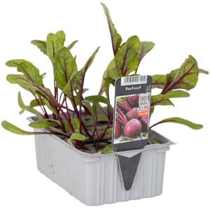 Fragaria Strawberry Plant - Early Mix / 20cm