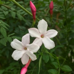 Jasminum Officinale Inverleith White Flowering Climbing Plant