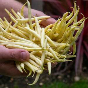 Marshalls Garden 'Voltage' Dwarf French Bean Seeds - Pack of 160