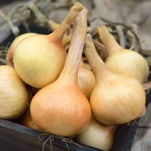 Marshalls Garden Walla Walla Onion Seeds - Sweet Salad Onions, 250 Seeds