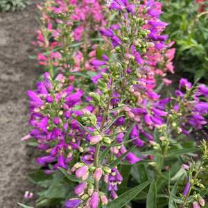 Penstemon barbatus 'Barbatus Mix' Seeds, 250 pack